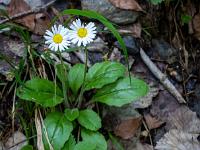 Zwei Blüten des Alpenmaßliebchen